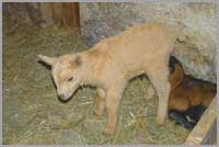 Cabri de notre élevage de chèvre d'Ardèche