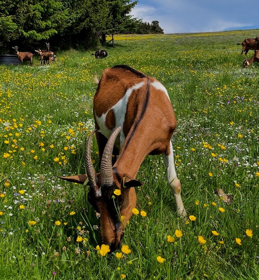 Chèvre alpine brune paissant dans une prairie fleurie de boutons d'or à la ferme de la Sagne Rousseyre en Ardèche