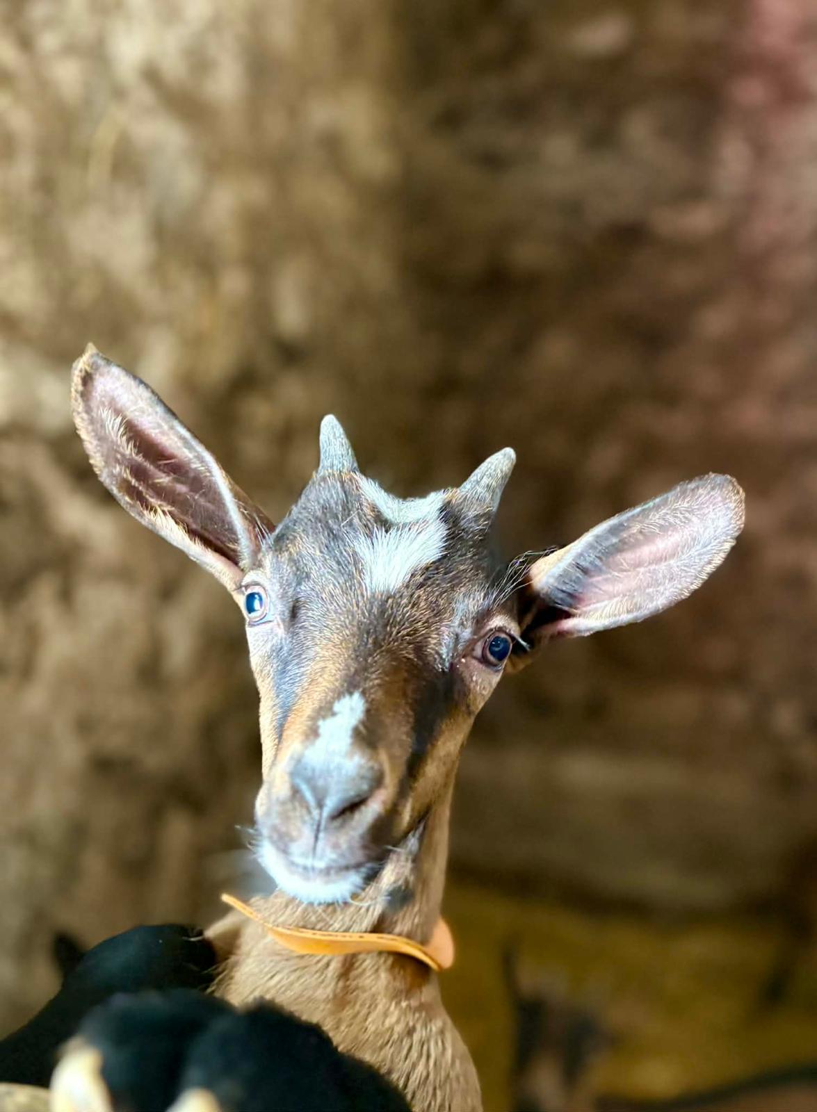 Chevreau dans la chèvrerie de la ferme de Sagne Rousseyre en Ardèche