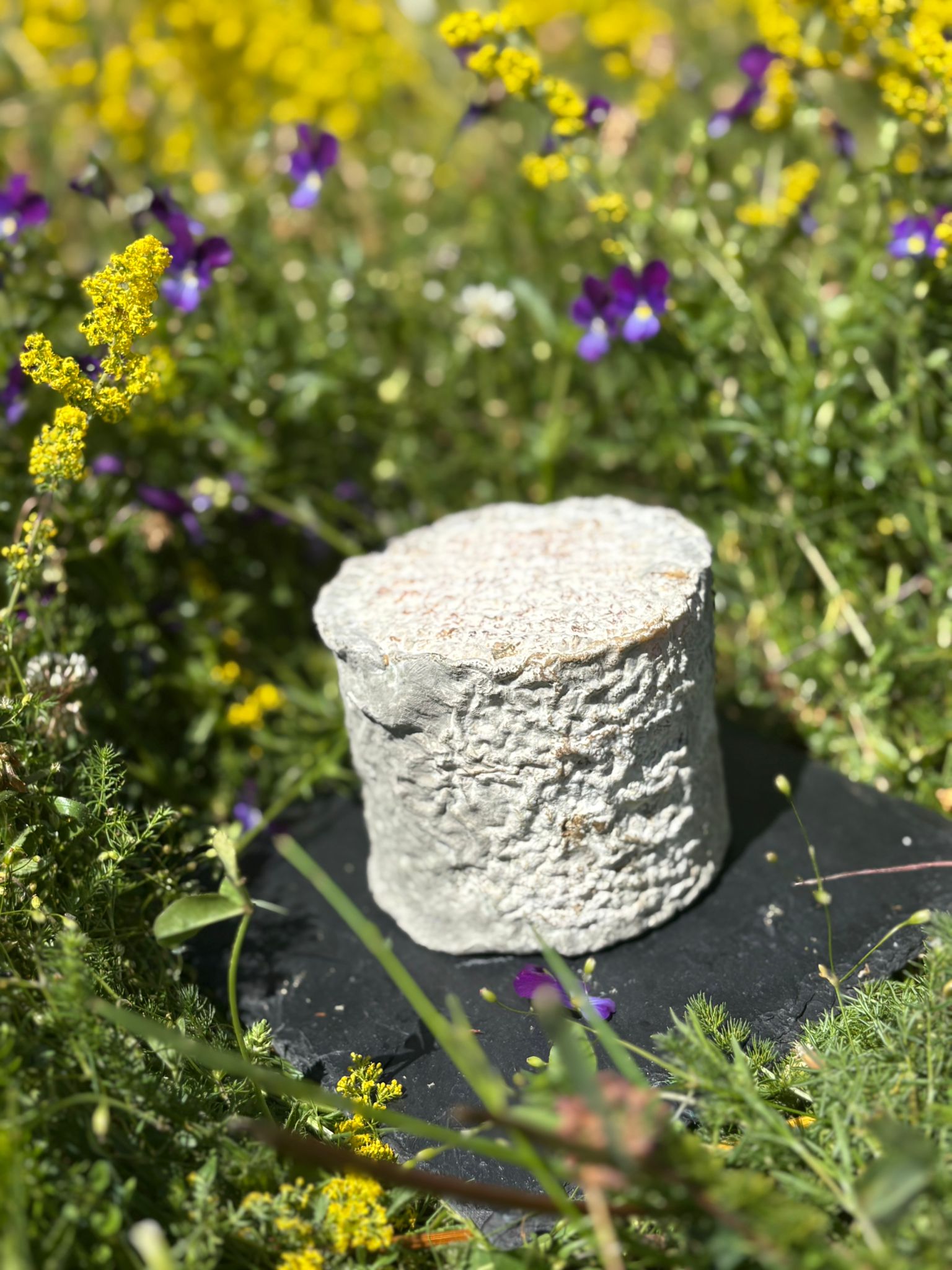 Tome sans fond de chèvre de la ferme de Sagne Rousseyre en Ardèche