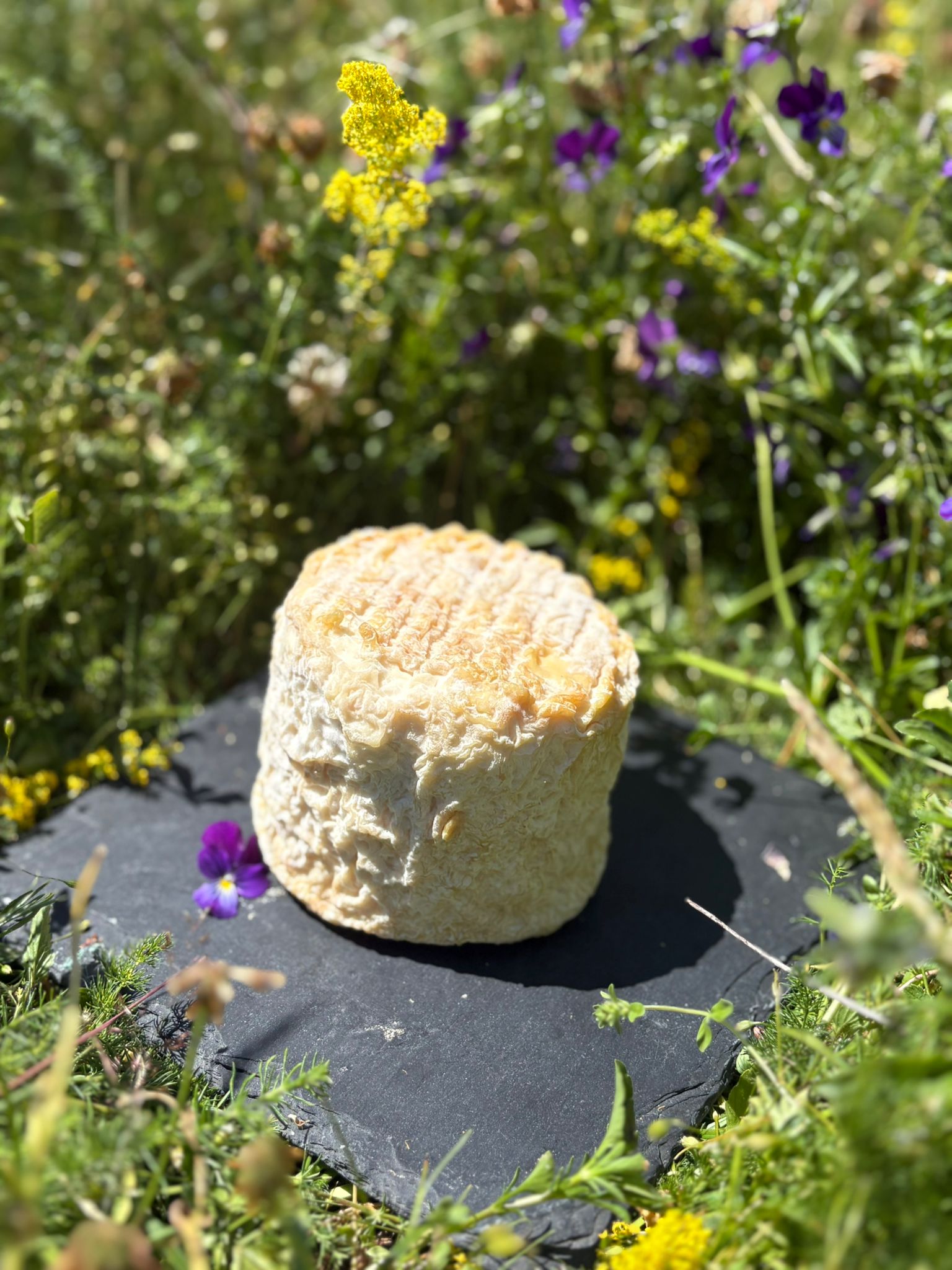 Tomette de chèvre bio en cave d'affinage à la ferme de Sagne Rousseyre