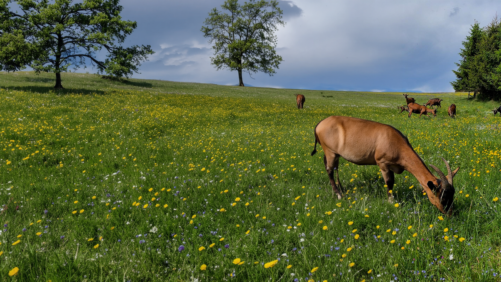 Troupeau de chèvres alpines brunes dans les prairies fleuries de la ferme de la Sagne Rousseyre